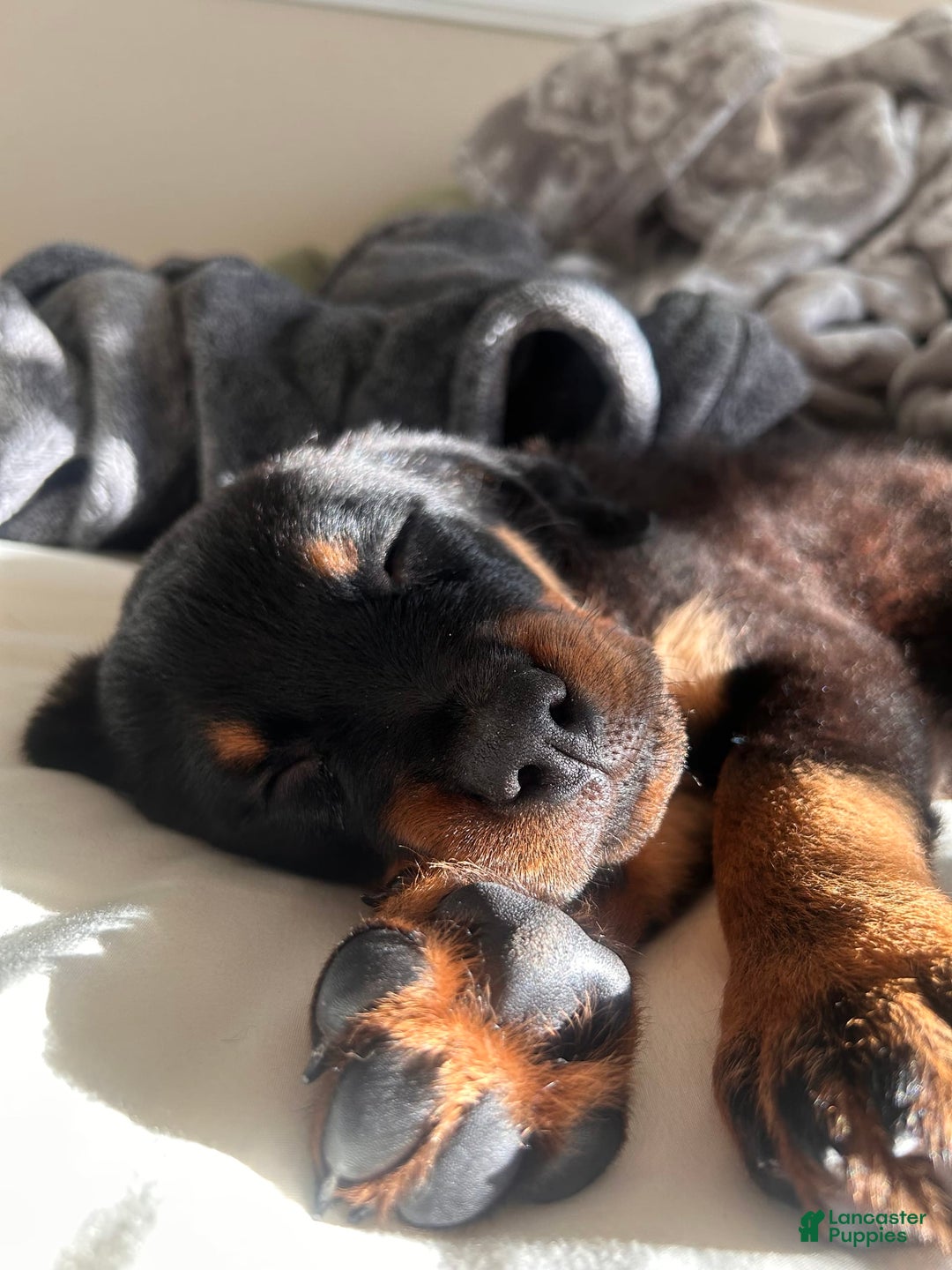 Rottweiler dogs for sale: Lylah - Image 6