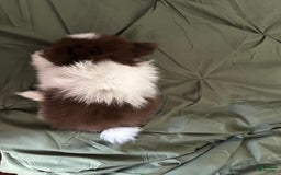 Pomeranian dogs for sale: Lexi Chocolate - Image 4