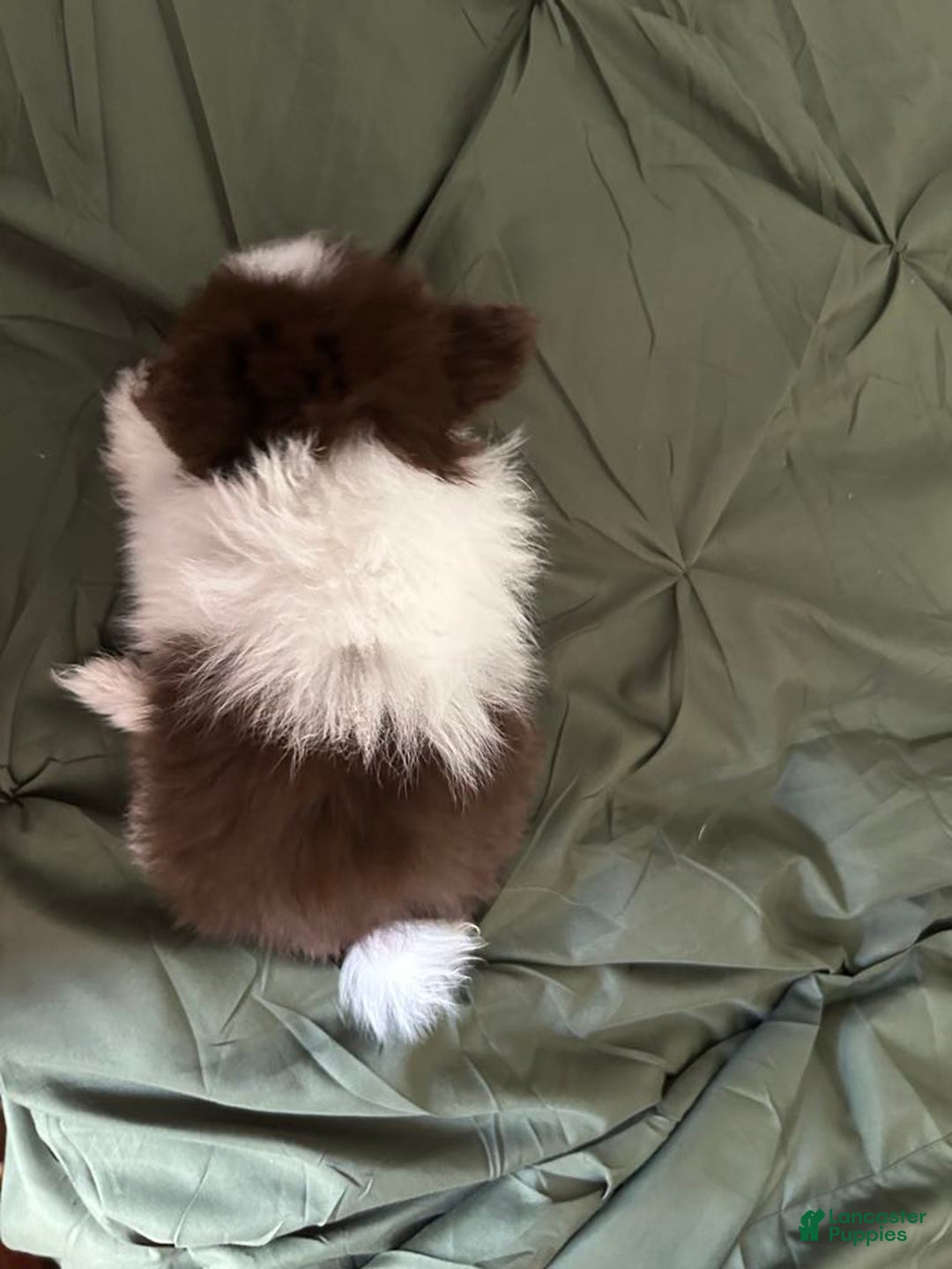 Pomeranian dogs for sale: Lexi Chocolate - Image 4