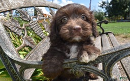 Havapoo dogs for sale: Armani - Image 2