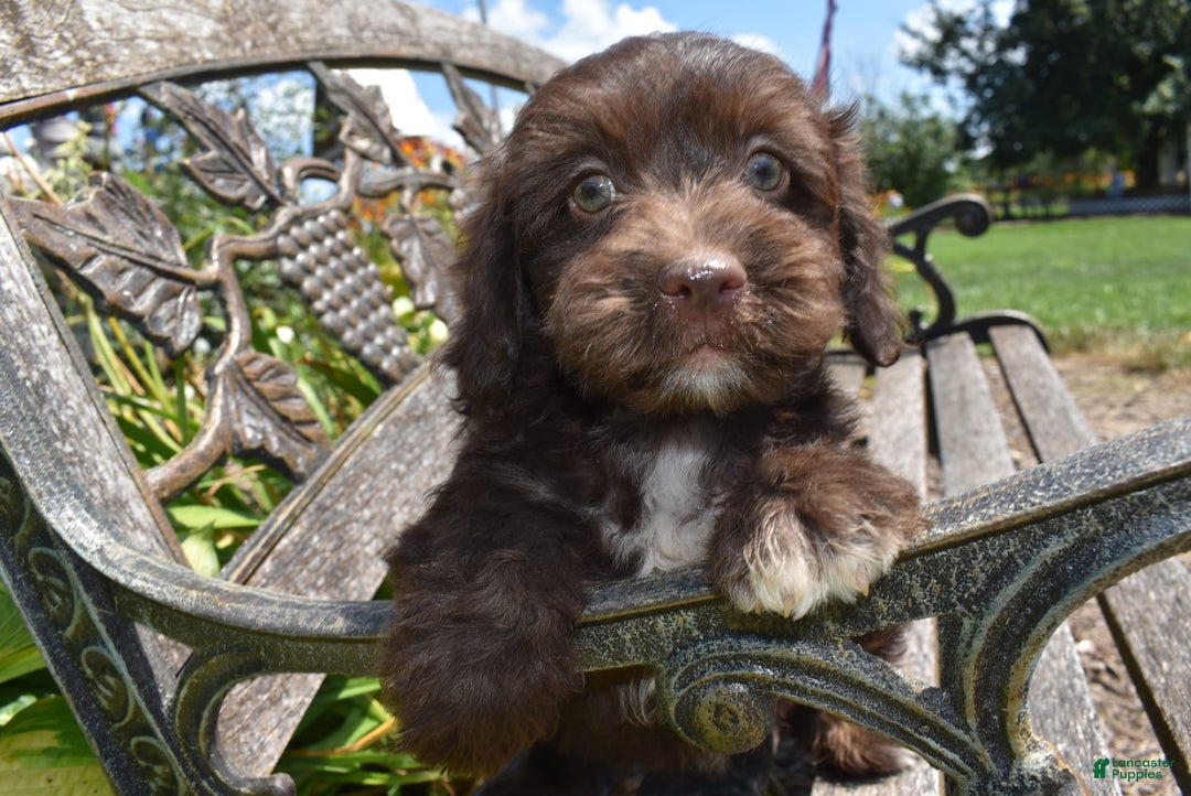 Havapoo dogs for sale: Armani - Image 2