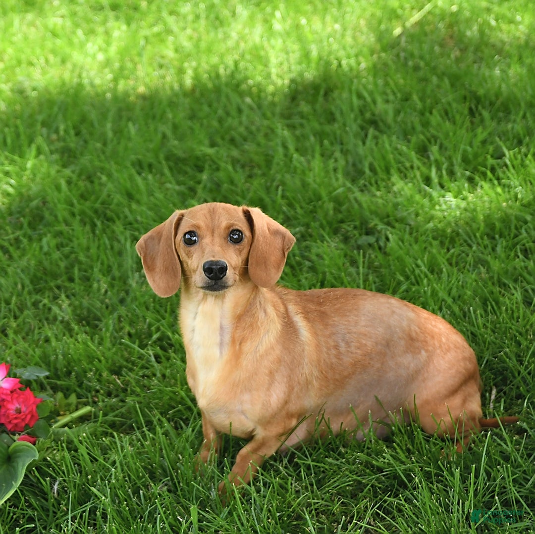 Miniature Dachshund dogs for sale: Twinkle - Image 21