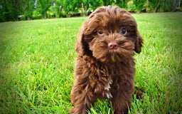 Havapoo dogs for sale: Wiggles - Image 16