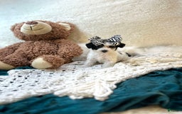 Yorkiepoo dogs for sale: Cherry - Image 3