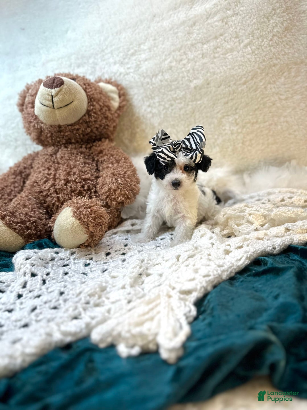 Yorkiepoo dogs for sale: Cherry - Image 3