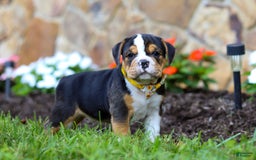 Beabull dogs for sale: Bubba - Image 2