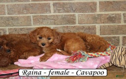 Cavapoo dogs for sale: Raina - Image 1