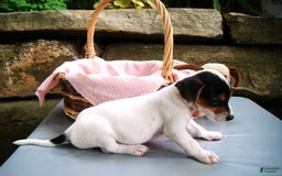Jack Russell Terrier dogs for sale: Sprinkles - Image 2