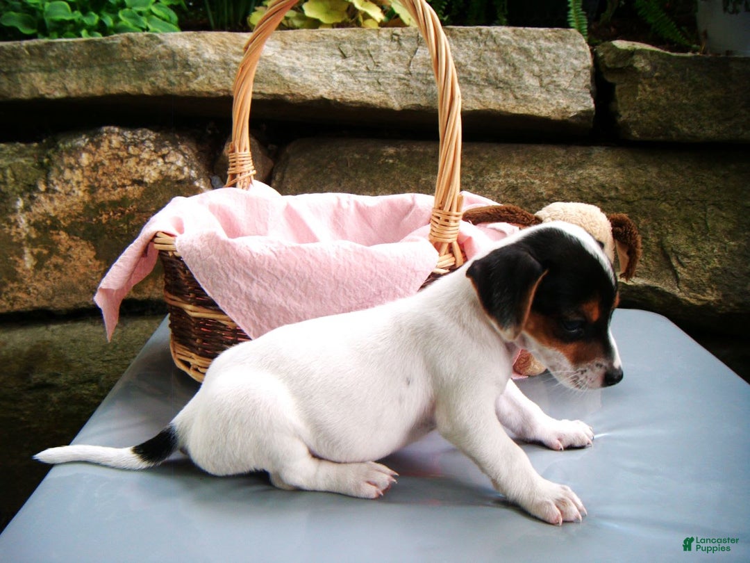 Jack Russell Terrier dogs for sale: Sprinkles - Image 2