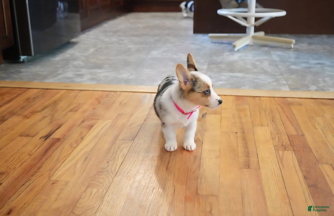 Welsh Corgi Pembroke dogs for sale: Mrs Pink - Image 4