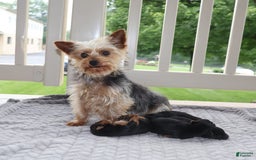 Yorkshire Terrier dogs for sale: Precious - Image 5