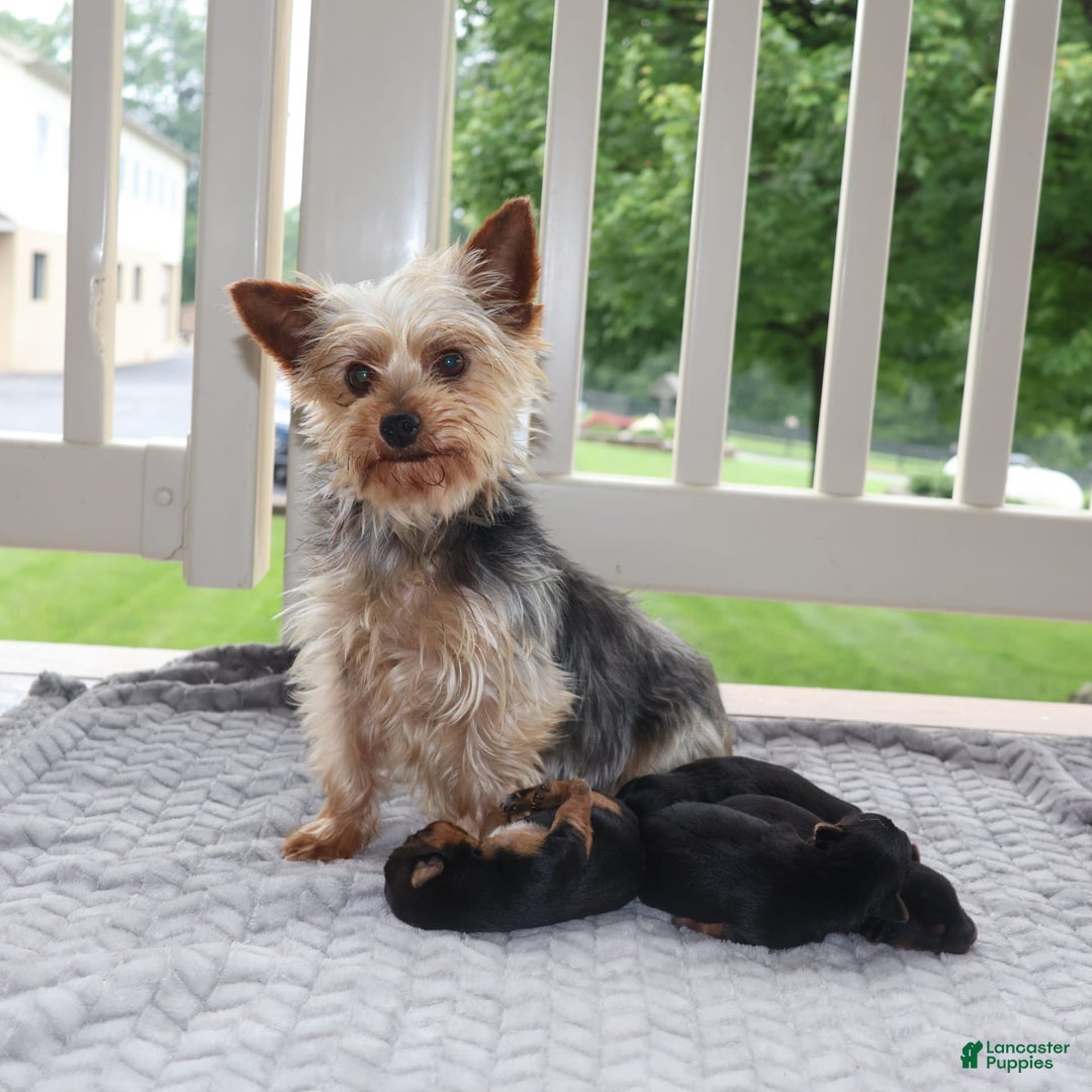 Yorkshire Terrier dogs for sale: Precious - Image 5