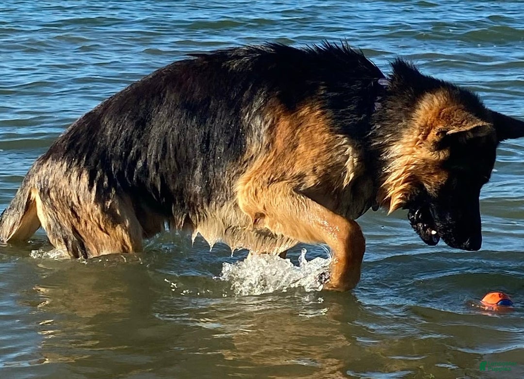 German Shepherd dogs for sale: Male 2 - Image 3