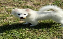 American Eskimo dogs for sale: Kinston - Image 4