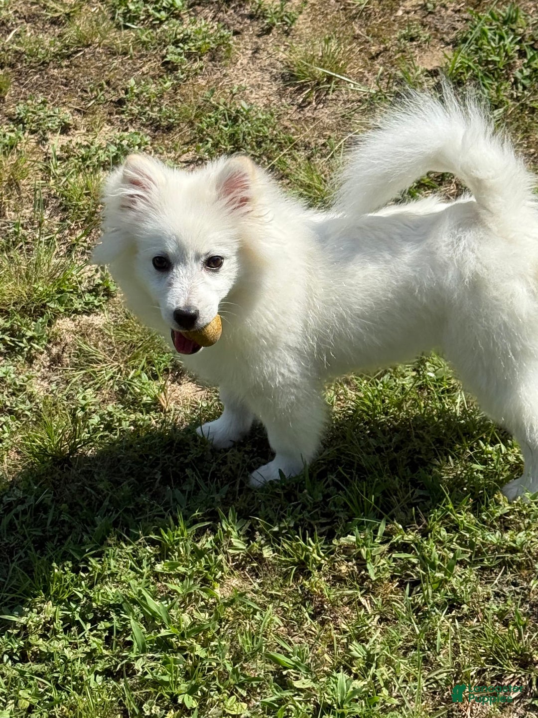 American Eskimo dogs for sale: Kinston - Image 4