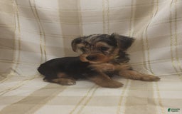 Yorkshire Terrier dogs for sale: Odie - Image 2