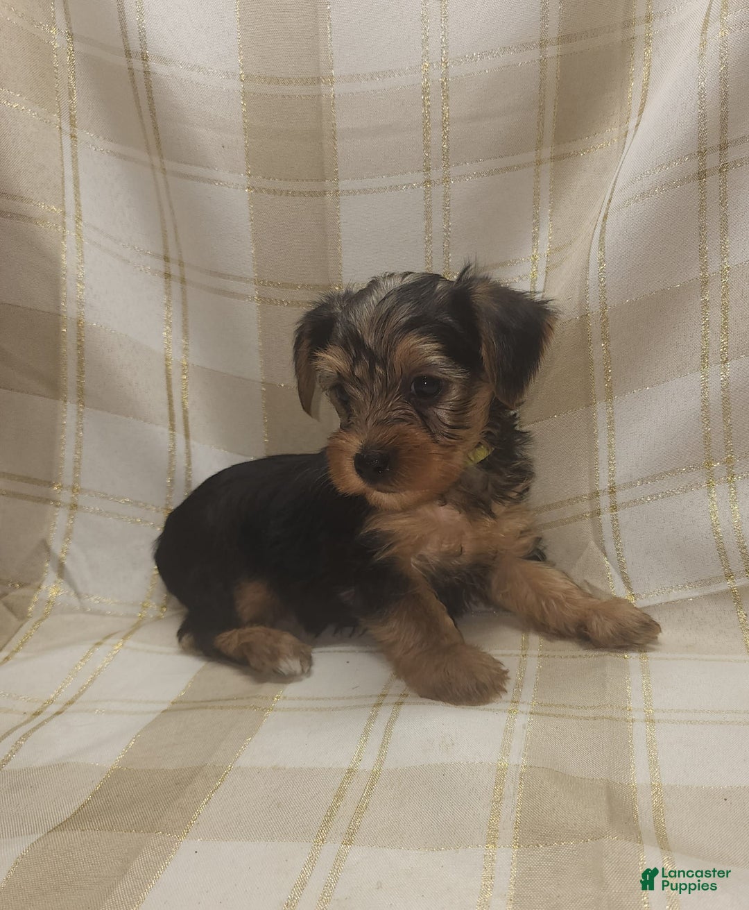 Yorkshire Terrier dogs for sale: Odie - Image 2