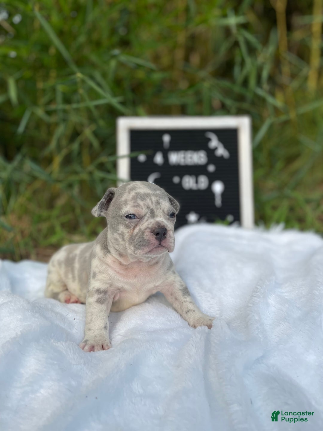 French Bulldog dogs for sale: Zach Myers - Image 3