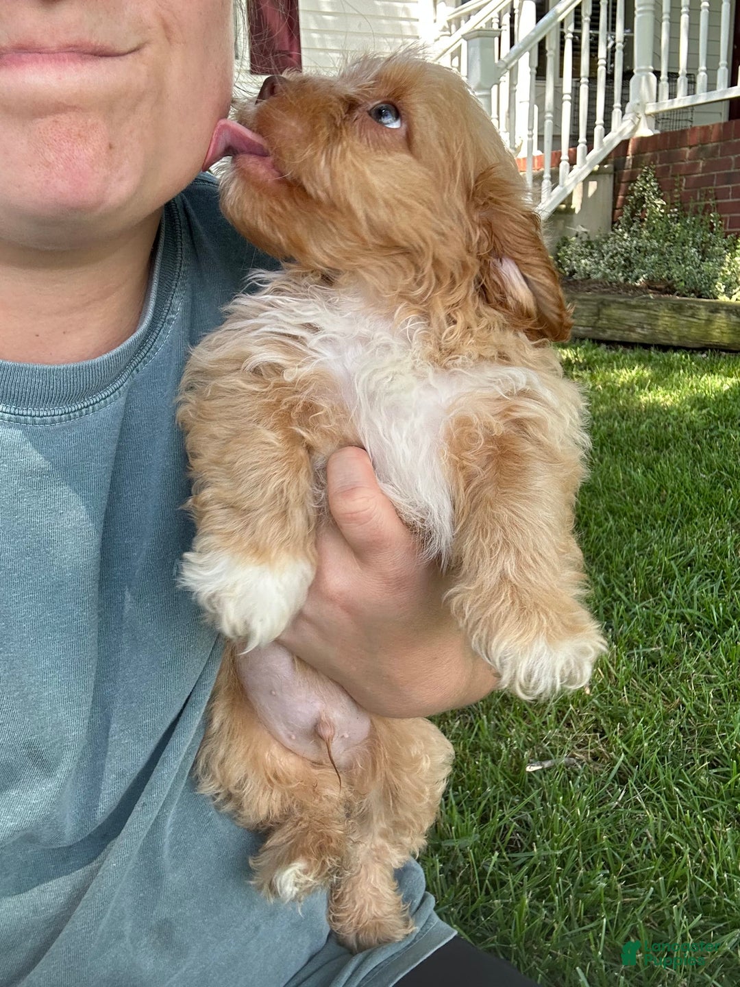 Shihpoo dogs for sale: Kyle - Image 2