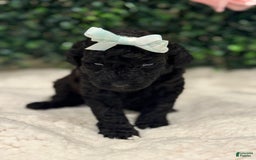 Miniature Poodle dogs for sale: Serenity - Image 4