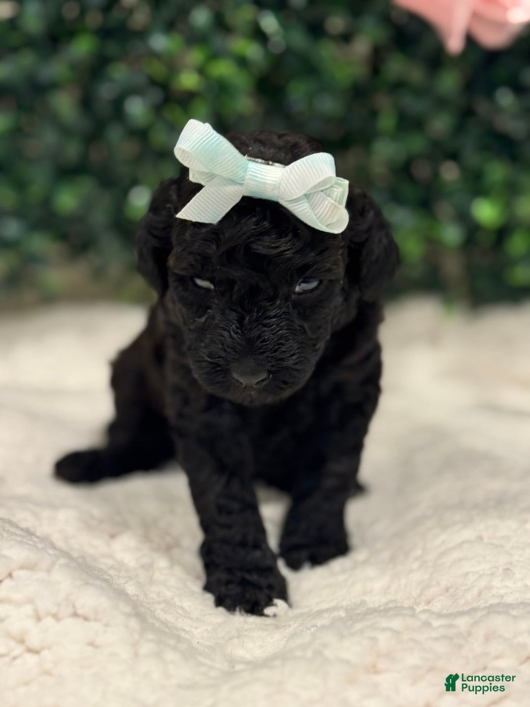 Miniature Poodle dogs for sale: Serenity - Image 4