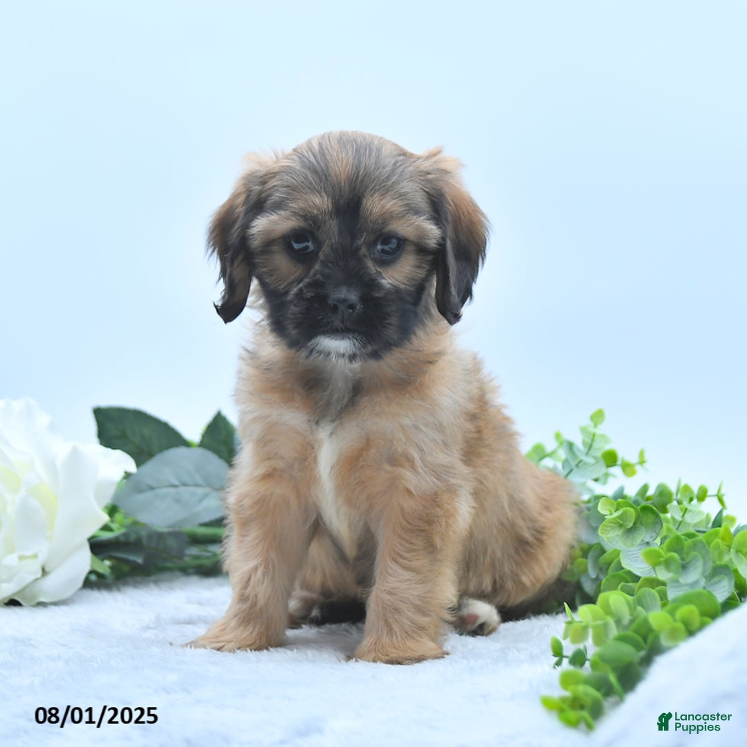 Shih Tzu dogs for sale: Nora - Image 1
