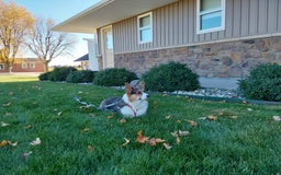 Welsh Corgi Pembroke dogs for sale: Chase - Image 20