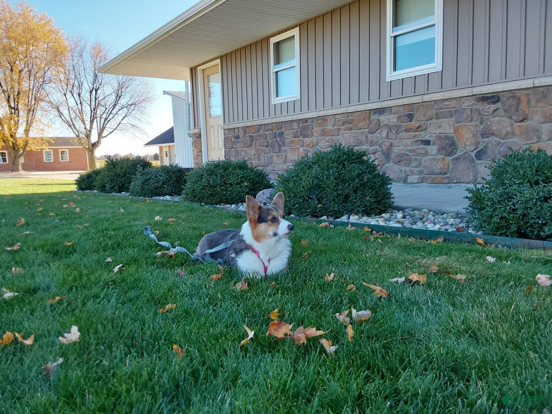 Welsh Corgi Pembroke dogs for sale: Chase - Image 20