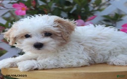 Maltipoo dogs for sale: Toby - Image 4