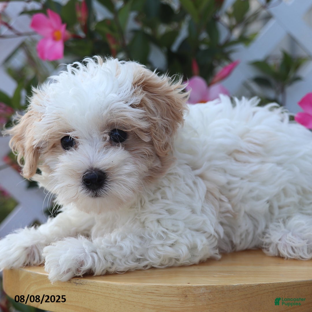 Maltipoo dogs for sale: Toby - Image 4