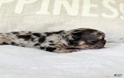 French Bulldog dogs for sale: Chance - Image 12