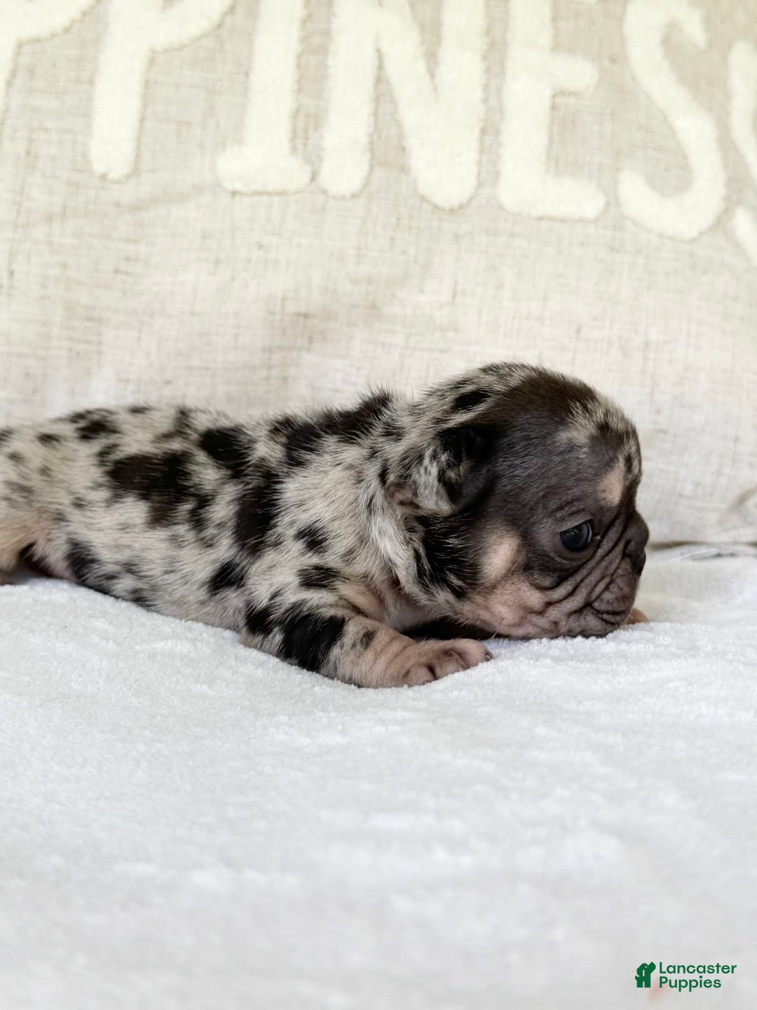 French Bulldog dogs for sale: Chance - Image 12