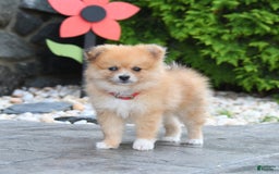 Pomeranian dogs for sale: Pomeranian 5 puppies - Image 2
