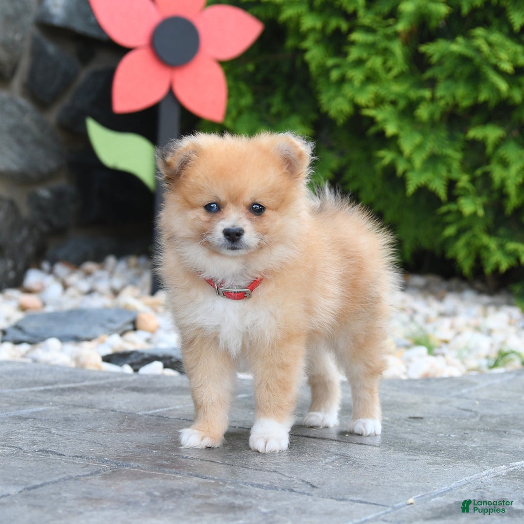 Pomeranian dogs for sale: Pomeranian 5 puppies - Image 2