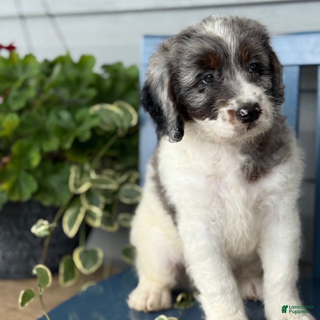 Mini Bernedoodle dogs for sale: Kaiser - Image 6