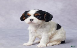 Cavalier King Charles Spaniel dogs for sale: Beth - Image 1