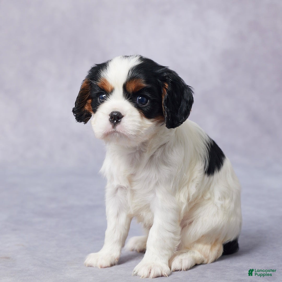 Cavalier King Charles Spaniel dogs for sale: Beth - Image 1