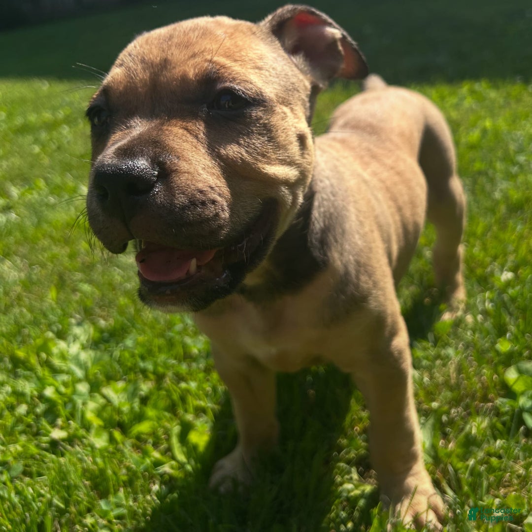 American Bully dogs for sale: Enzo - Image 9