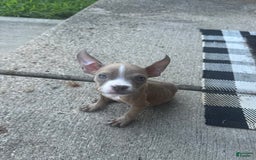 American Bully dogs for sale: Ghost - Image 1