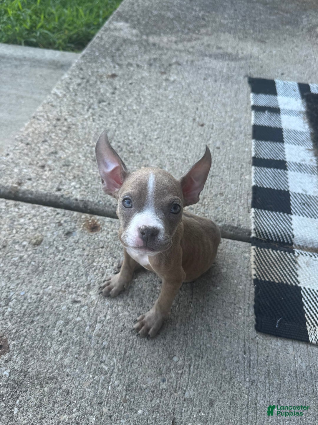 American Bully dogs for sale: Ghost - Image 1