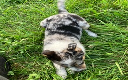 Australian Shepherd dogs for sale: Abbey - Image 6