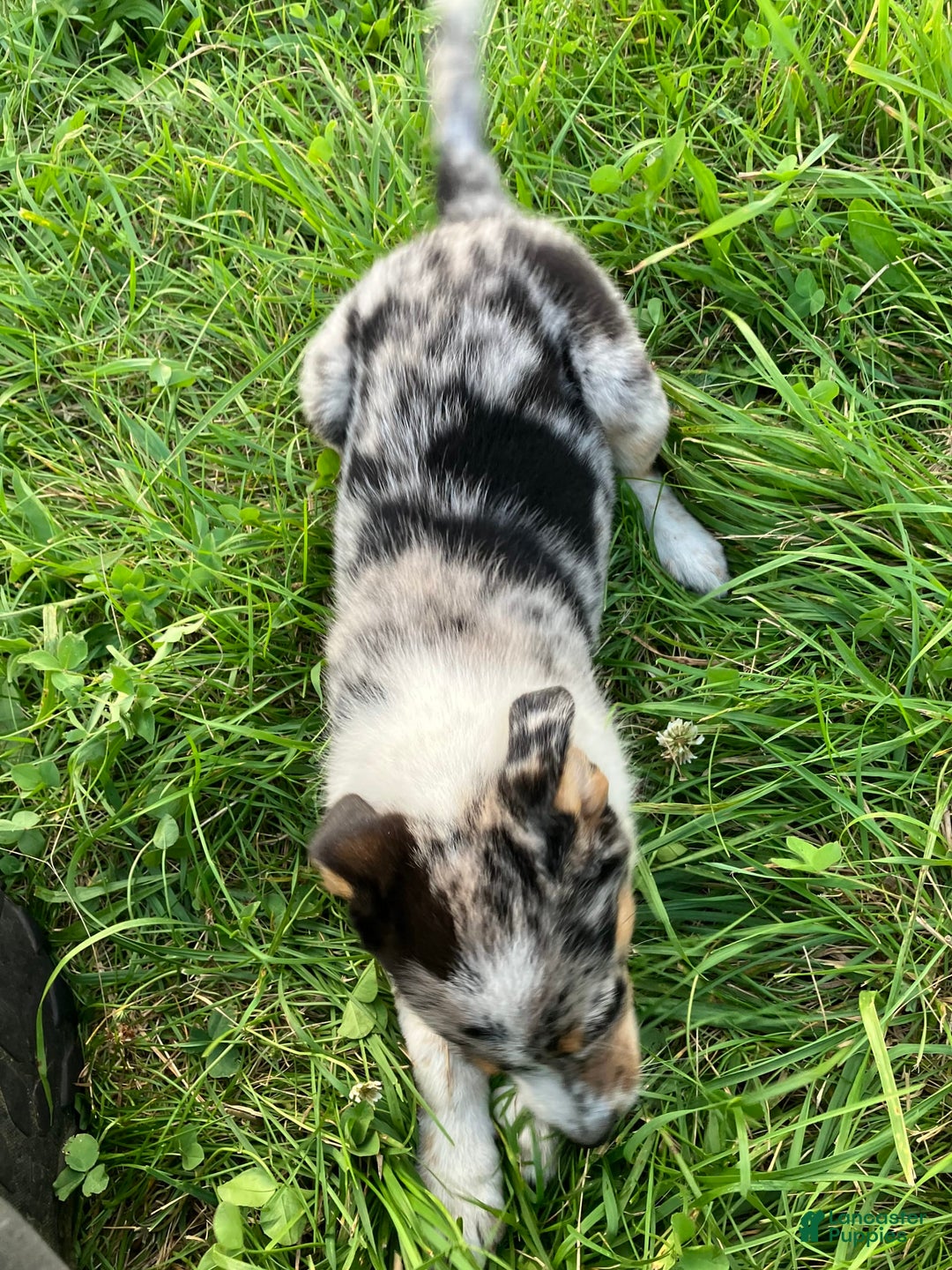 Australian Shepherd dogs for sale: Abbey - Image 6