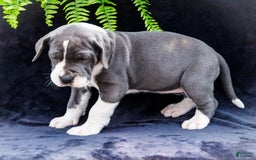 Great Dane dogs for sale: Missy - Image 22