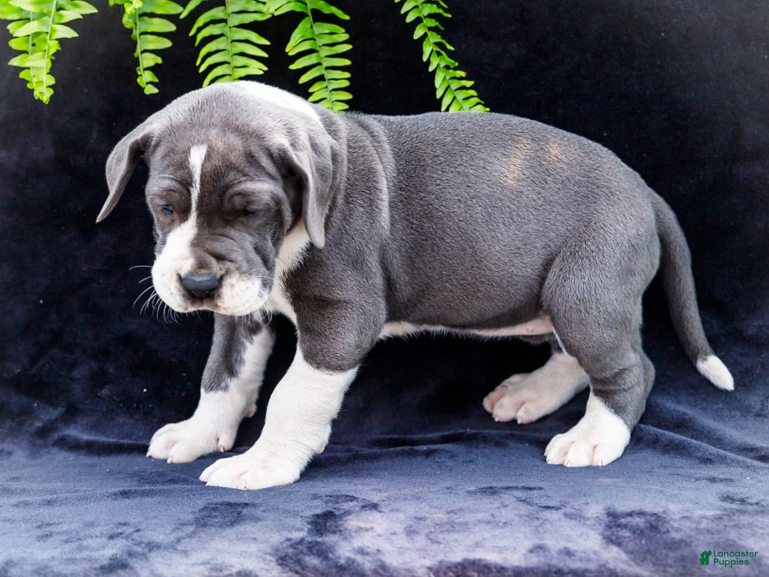 Great Dane dogs for sale: Missy - Image 22