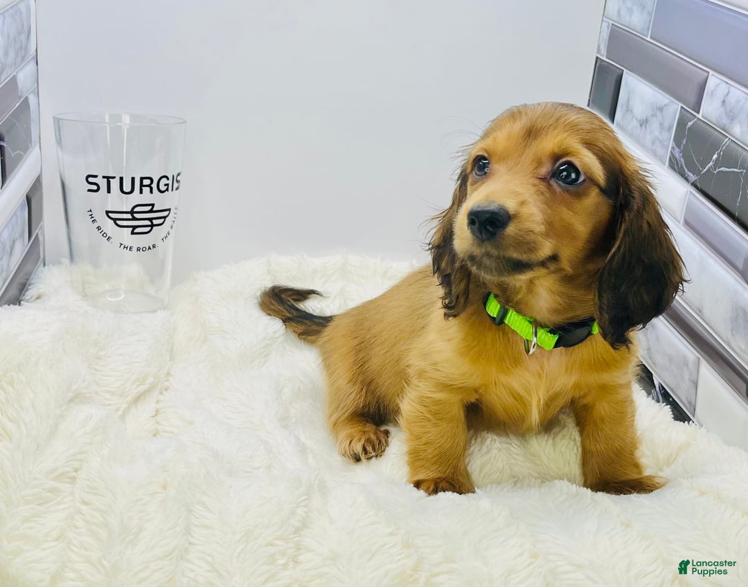 Miniature Dachshund dogs for sale: Ray - Image 9
