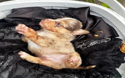Chihuahua dogs for sale: Armani - Image 9