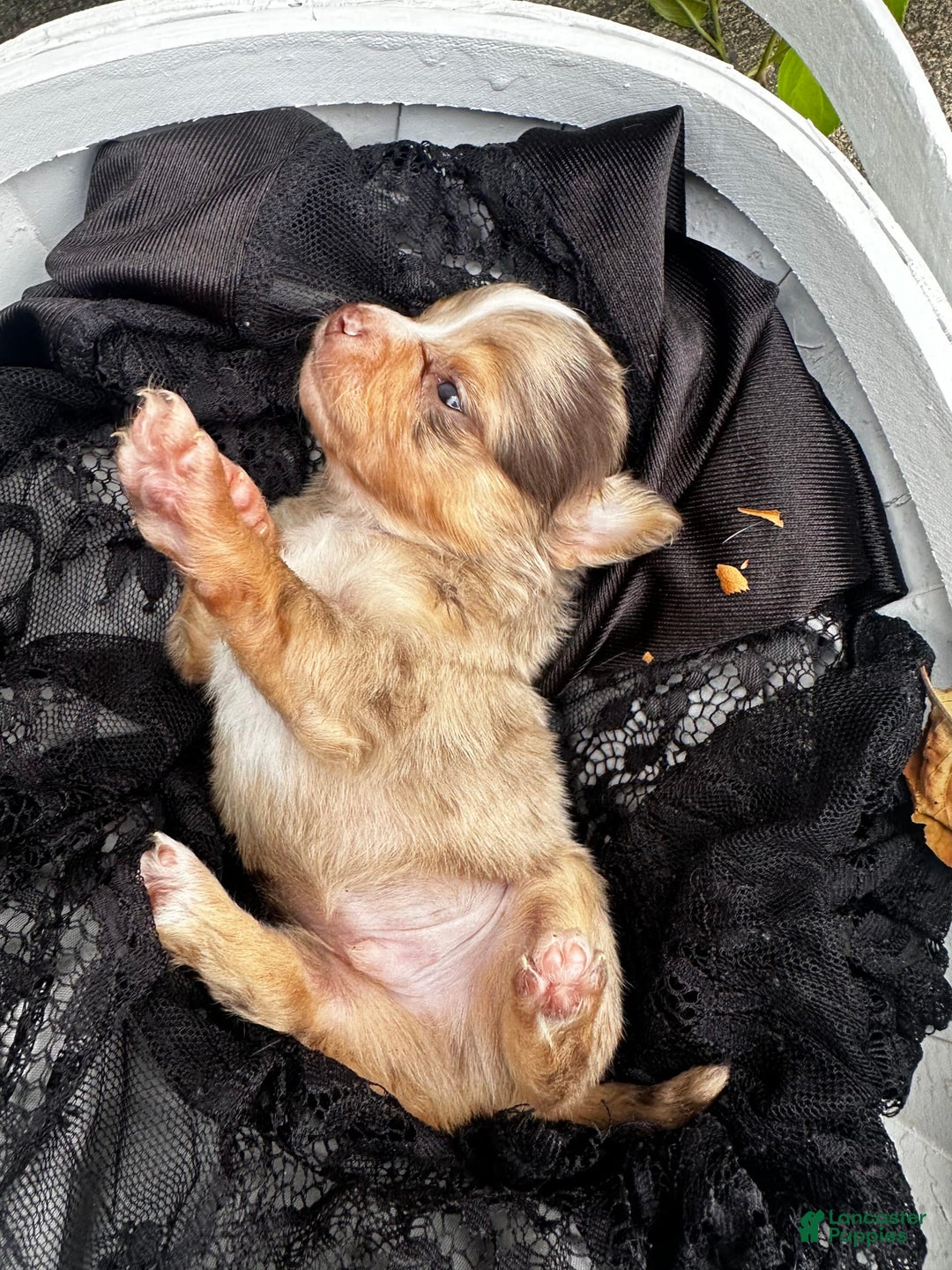Chihuahua dogs for sale: Armani - Image 9