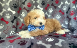 Cavapoo dogs for sale: Boss - Image 5