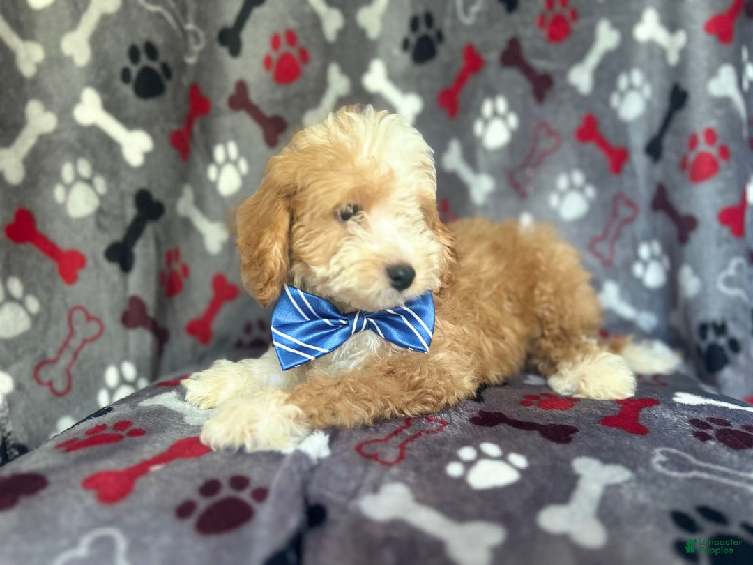 Cavapoo dogs for sale: Boss - Image 5