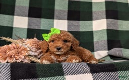 Miniature Poodle dogs for sale: Harmony - Image 5